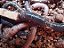 Minhocuçu de pesca 24 unidades - Imagem 5