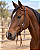 CABEÇADA TOP EQUINE 1 ORELHA/ MEIO CORTUME/ BOTÃO 15034 - Imagem 3