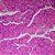 LAMINAS PREPARADAS DE HISTOLOGIA ANIMAL (CONJUNTO COM 30 LAMINAS) - Imagem 2