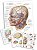 Ebook Netter – Atlas de Anatomia Humana 7ª Edição | PDF Digital - Imagem 3