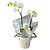 Orquídea Capricho - Imagem 1
