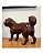 Cachorro em Madeira/ Minas Gerais - Imagem 2