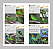 Guia de Identificação: Aves do Rio de Janeiro - Em preparação - Imagem 2