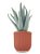 Potted Succulent Wallflowers Fragrance Plug - Imagem 1