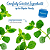 Bigelow Peppermint, Caffeine Free, Herbal Tea Bags - Imagem 3