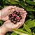 Tru Fru Freeze Dried Raspberries in Dark & White Chocolate - Imagem 2