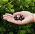 Tru Fru Freeze Dried Strawberries in Dark and White Chocolat - Imagem 2