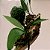 Saltair Serum Deodorant - Driftwood - Imagem 2