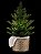 Potted Pine Nightlight Wallflowers Fragrance Plug - Imagem 2