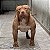 Pit Monster Tigrado Gold - Imagem 1