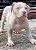 Pit Monster filhote Lilac - Imagem 1