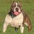 American bully standard Filhote - Imagem 1
