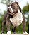 American bully standard Filhote preço - Imagem 1