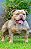 American bully standard tri lilac merle - Imagem 1