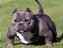 American bully micro blue - Imagem 1