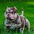 American bully micro Merle tri chocolate - Imagem 1