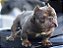 American bully micro tri lilac - Imagem 1