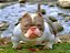 American Bully micro lilac - Imagem 1