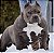 American bully pocket blue - Imagem 1