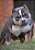 American Bully pocket tri blue - Imagem 1