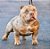 American bully pocket tri merle - Imagem 1