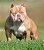 American bully pocket lilac - Imagem 1