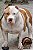 Pit Monster Brazilian bull Merle Gens tri - Imagem 1
