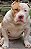 Pit Monster Brazilian bull Merle Gens tri - Imagem 2