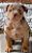 Brazilian bull filhote tri chocolate Merle - Imagem 1