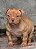 Brazilian bull filhote Gold - Imagem 1