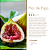 Difusor de Varetas Premium 250ml | Flor de Figo - Imagem 4