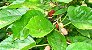 Folhas de Amoreira Alimento para Camarões Orgânico 30 Folhas - Imagem 1