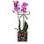 Orquidea Phalaenopsis ROXA Cachepô Vidro (quadrado) - Imagem 1