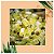 Óleo de Tratamento Capilar Inoar Argan Oil 7ml - Imagem 2
