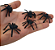 KIT DE ARANHAS - 10 UNIDADES - Imagem 2