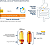 Omega Pure Dha 900 (60 Capsulas) - Omega Pure Biobalance - Imagem 3