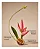 CREME ULTRA HIDRATANTE BATH & BODY WORKS - BAHAMAS - 226g - Imagem 2
