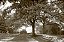 Central Park Nova York - Imagem 1