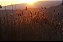 Campos de Lavanda - Imagem 1