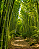 Essência Aromática Bamboo Blend Natural Company - 10ml - Imagem 5