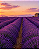 Essência Aromática Lavanda Francesa Natural Company - 10ml - Imagem 4