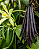 Essência Aromática Baunilha Natural Company - 10ml - Imagem 5