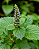 Essência Aromática Patchouli Natural Company - 10ml - Imagem 5