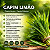 Velas Aromáticas Capim Limão Natural Company - 20 g. Embalagem com 3 velas - Imagem 4