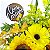 Arranjo Mix de Girassóis e Flores do Campo - Imagem 2