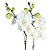 Orquídea no Vidro - Pura Sofisticação - Imagem 2
