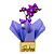 Mini Orquídea Roxa Phalaenopsis - Imagem 1