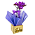 Mini Orquídea Roxa Phalaenopsis - Imagem 3