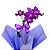 Mini Orquídea Roxa Phalaenopsis - Imagem 2