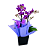 Mini Orquídea Lilás 2 Hastes - Imagem 4